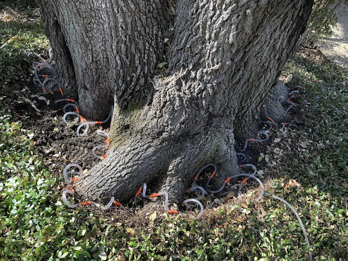 Detailed Tree Cabling and Bracing job site in Norristown